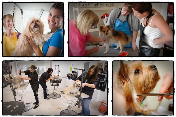 Dog Grooming Courses How Online Grooming School Helps